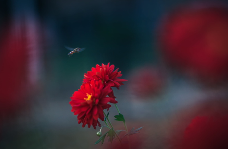 600d, vintage, Hovering, zenit, f/1.8, russian, 2K, sorin, selective, close-up, nature, red Dahlia, romania, helios, dahlia, photography, flowers, prime