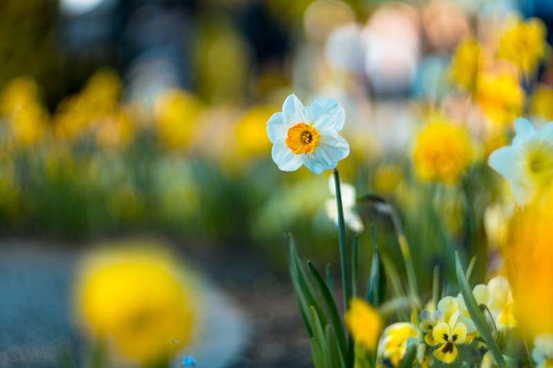 Helios, white, selective focus, meadow, flower, plant, M42, focus, beauty In Nature, yellow, selective, summer, petaled, photography, outdoors, f/1.5, springtime