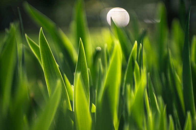 flower, f2, green Color, jupiter, green  spring, bokeh, vintage, Sharp edges, M42, explore, russian, close-up, leaves, linear, plant, macro, nature, daytime