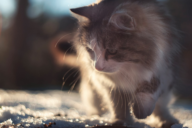 m42, close-up, focus on foreground, selective, domestic animals, looking away, animal themes, photograph, one animal, animal hair, whisker, domestic cat