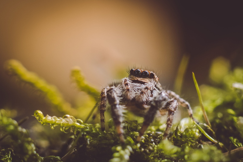 arachnid, wildlifephotography, fujifilm xt1, animal Eye, animals In The Wild, close up, leaves, jumping, leaf, xt1, yashica 50mm f1.8, green Color, jump spider