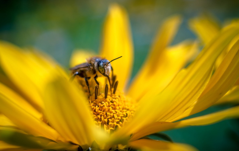 Carl  Zeiss, 720P, romania, outdoors, insect, summer, plant, yellow, perched, close, 35mm, Honeybee, close-up, M42, pollen, photography, sorin, macro