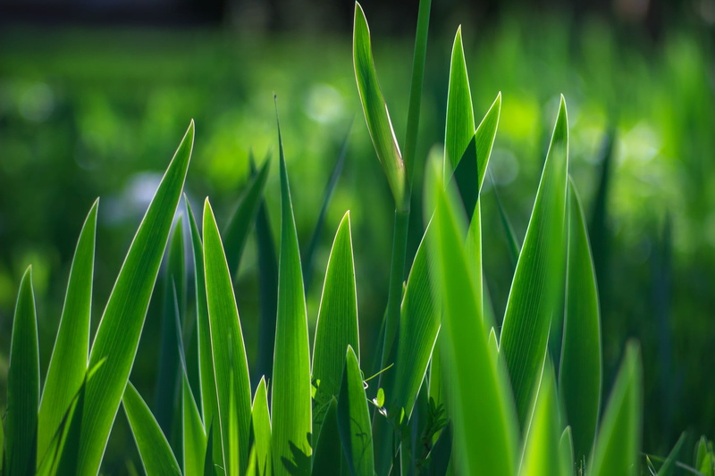 Pentacon, flower, in the light, green leaf, green, environment, bokeh, romania, 600d, freshness, green Color, M42, manual, grass, Swords, nature, plant
