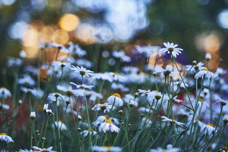 FUJIFILM X-A1, plant, II, Wilanów, M42 mount, nature, flowers, summer, Reducer, outdoors, f2.2, beauty In Nature, Focal, Turbo, Warszawa, season, white