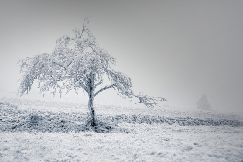 landscape, tranquility, cold temperature, environment, beauty in nature, 2K, field, bare tree, no people, branches, non-urban scene, outdoors, day, mountains