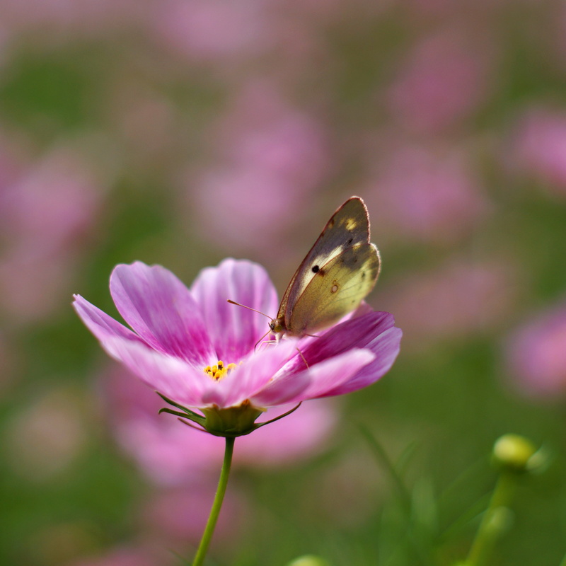 shot, Cosmos, animal Wing, animal, butterfly - Insect, butterfly, 4K, M42, flower, macro shot, Takumar, Super, apres, insect, on top, midi, pink, top