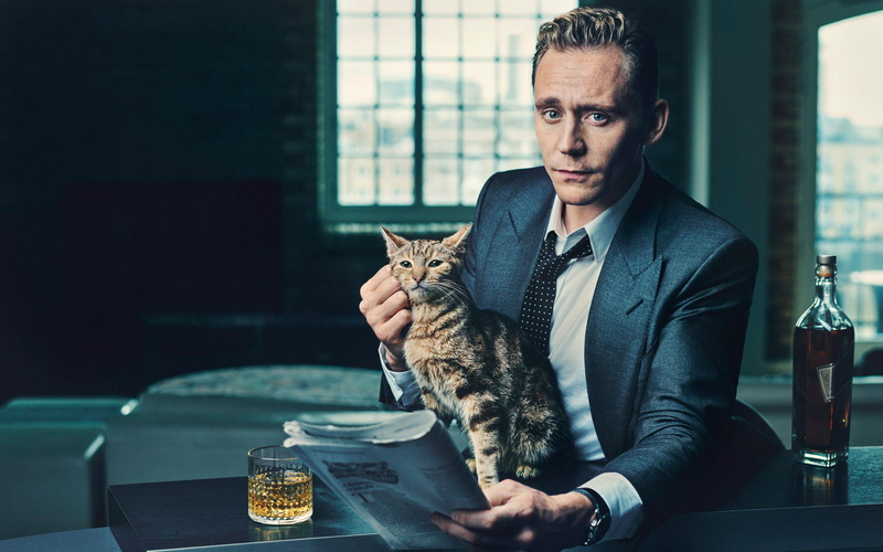 1080P, hollywood, refreshment, whisker, domestic, hiddleston, adult, actor, food and drink, pets, tom, business, domestic cat, feline, Tom Hiddleston
