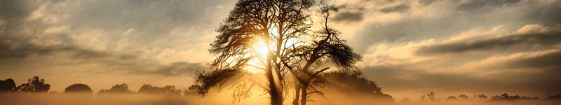arbres, screen, monitor, triple, 5K, trees, multi, multiple