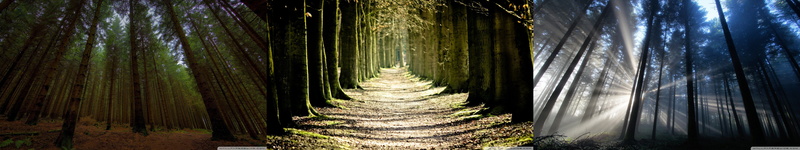 arbres, multi, triple, trees, 5K, monitor, multiple, screen, forest, foret