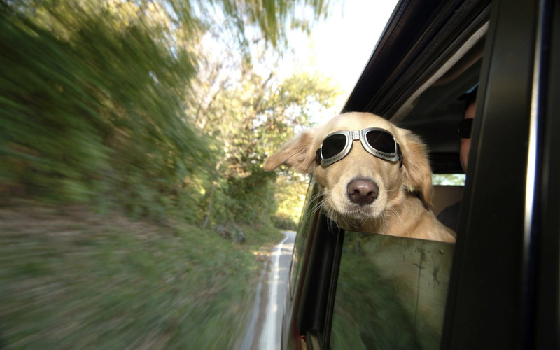 dog, 1080P, awesome face