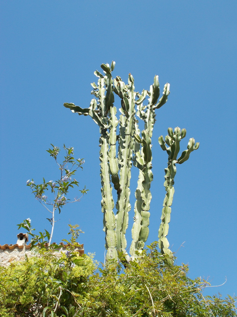 beauty in nature, growth, land, outdoors, cactus, tranquility, day, tree euphorbias, low angle view, clear sky, sunlight, sky, branch, 4K, no people, euphorbia ingens