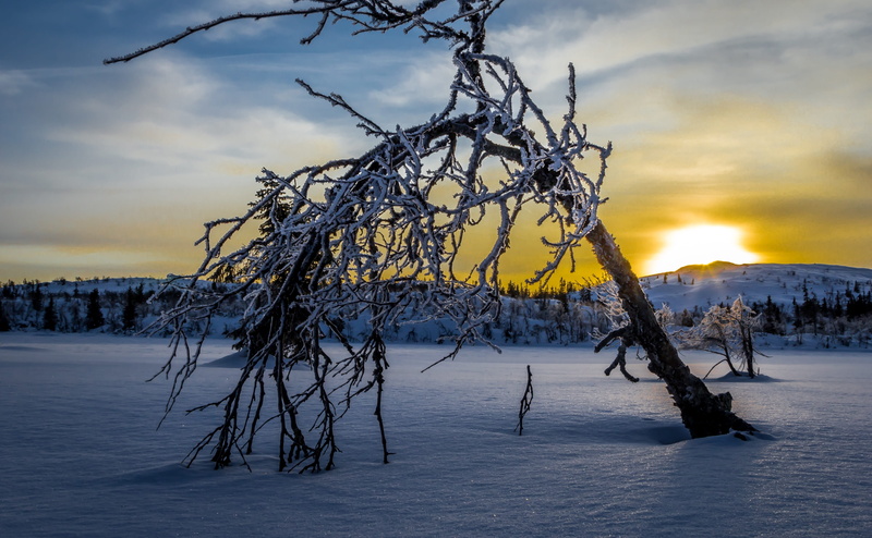 bare, non-urban scene, snø, januar, tre, trees, ice, beauty in nature, dødt tre, soloppgang, plant, sunset, frosne, cloud - sky, snow, brown, norge, ikke-urban scene