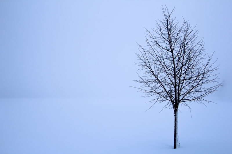 beauty in nature, konsepter og ideer, branch, plant, forkjølelse, natur, enkelt objekt, landskapet, snow, frosset, tree trunk, clear sky, solitude, outdoors