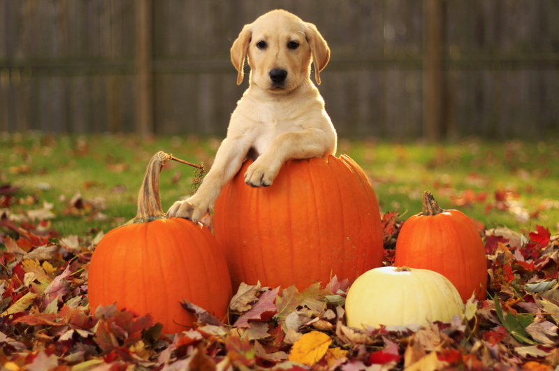 dog, domestic, animal, cheerful, day, labrador retriever, color Image, outdoors, orange Color, jack o lantern, 4K, short, change, canine, pumpkin, animal themes