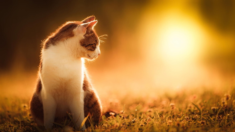 Cat, 1080P, Sun, Grass, Scenery, Nature, Summer
