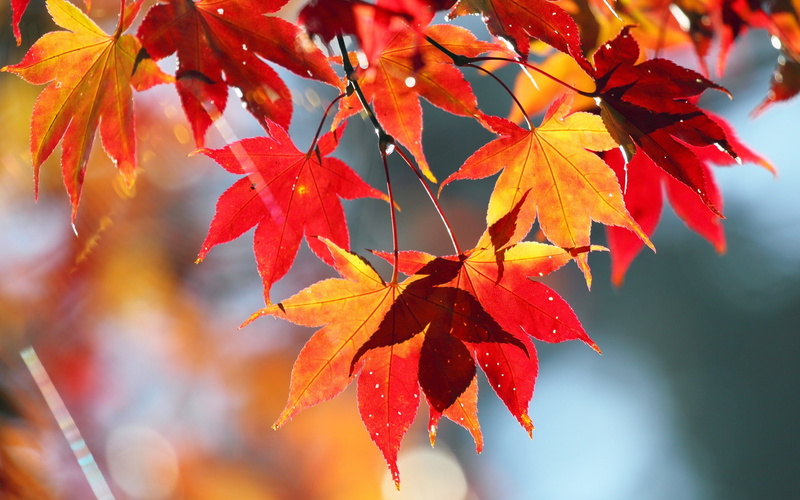 Nature, Autumn, Leaves, Red, Scenery, 2K
