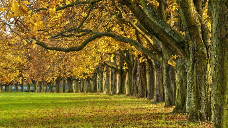 Autumn, Park, Leaves, Forest, 1080P, Path, Trees, Colorful