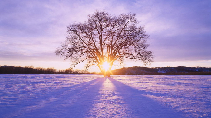 hokkaido, daybreak, winter, 1080P, japan, 3d and abstract, tree