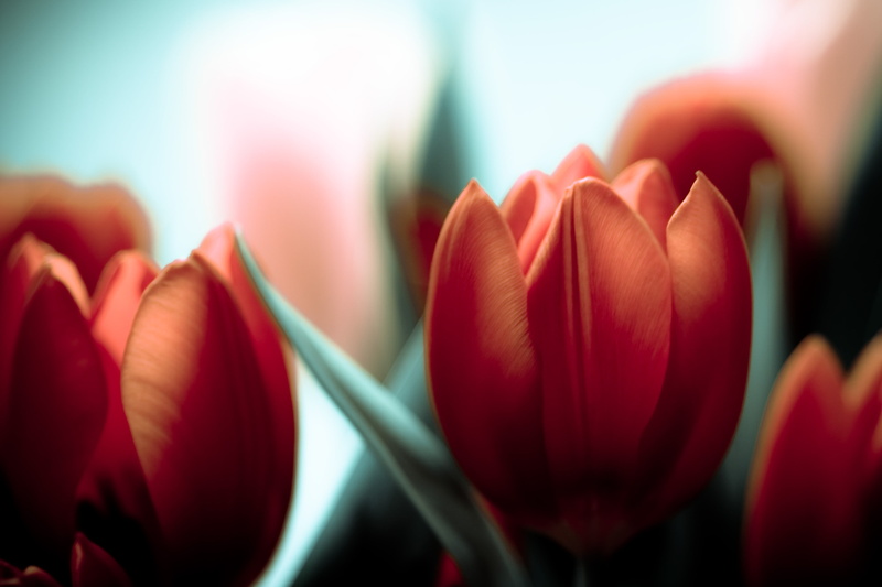inspiration, throwaway, 2K, springtime, March, pink, tulip, mondays, throw, nature, on, flower Head, day, beauty In Nature, plant, titling, close up, this way please