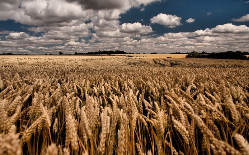 cloud - sky, no people, field, wheat, farm, crop, plant, 720P, land, landscape, cereal plant, sky, agriculture, tranquil scene, scenics - nature, grasses