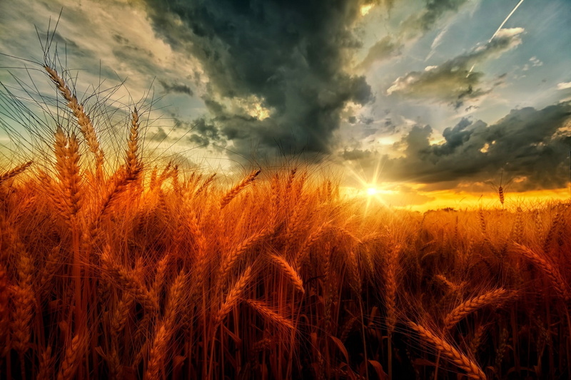 no people, tranquil scene, outdoors, agriculture, land, beauty in nature, nature, tranquility, cloud - sky, clouds, field, farm, landscape, sky, plant