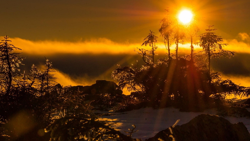 landscape, Sun, sun rays, trees, 1080P