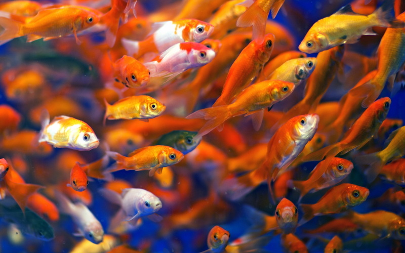 Goldfish, Fish, Many, Water, 2K