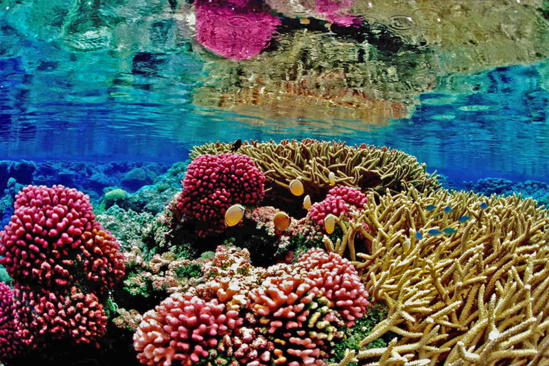 ocean, nature, beach, underwater, no people, invertebrate, animal themes, anemona, outdoors, group of animals, day, freshness, water, 1080P, sea life