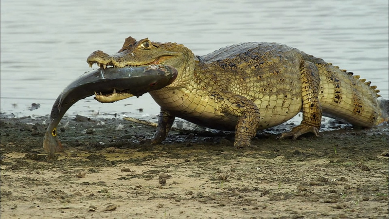 reptile, animal themes, side view, gray, vertebrate, crocodile, animal wildlife, lakeshore, 1080P, animal, land, beach, water, day, field, no people, lake