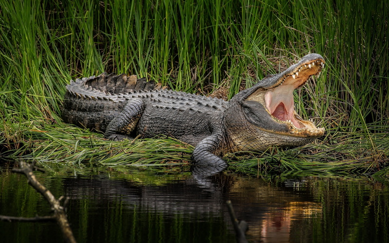 crocodiles, 2K, animals