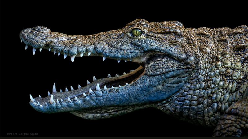 no people, large, animals, animal eye, animal wildlife, animal head, subfamily, animal teeth, studio shot, tablet, mobile, animals in the wild, crocodiles