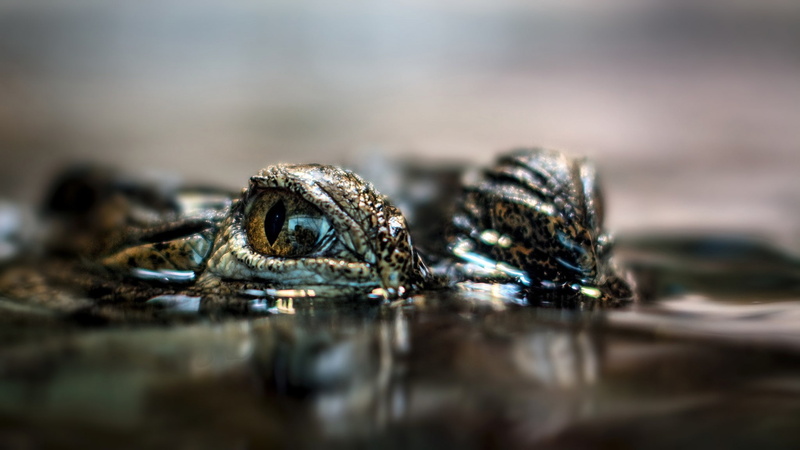 reflection, day, animal scale, reptiles, stealth, water, surface level, animal head, no people, animal, animal wildlife, one animal, animals in the wild
