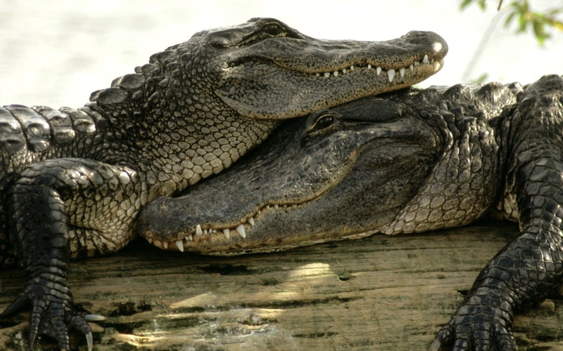 lake, animal scale, nature, close-up, crocodiles, relaxation, outdoors, animal wildlife, no people, animals, mouth open, animal, water, 1080P, animal teeth