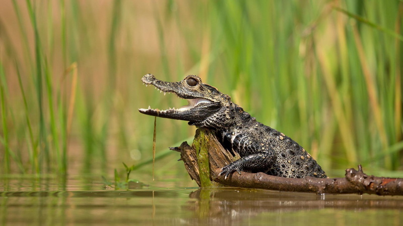 teeth, crocodile, alligator, 1080P, animals, open, dwarf, cute, baby