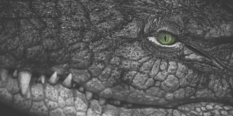1080P, danger, extreme close-up, eye, crocodiles, portrait, vertebrate, wildlife, animal wildlife, carnivore, animal, selective coloring, crocodile, reptiles