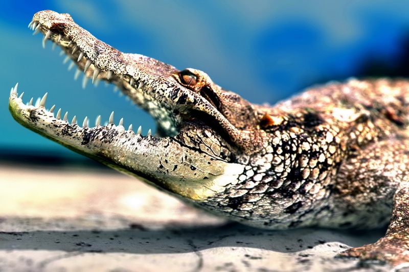 day, no people, animals, animal eye, nature, selective focus, crocodile, one animal, crocodiles, lizard, animal head, outdoors, reptile, animal wildlife