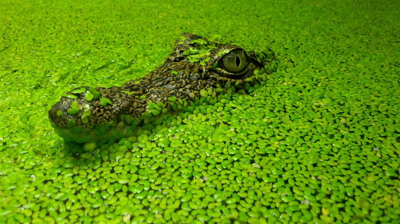 algae, one animal, swamp, camouflage, reptiles, animal eye, nature, animal body part, close-up, animal, reptile, water, vertebrate, animal head, day, animal wildlife