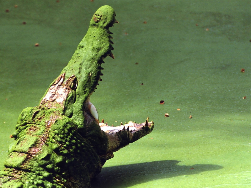 lizard, crocodiles, sunlight, fish, nature, close-up, animals, animal, green, one animal, vertebrate, animal wildlife, animals in the wild, no people, shadow