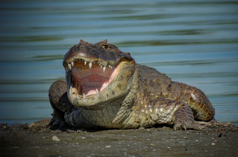 Caiman, teeth, mouth, crocodile, 1080P
