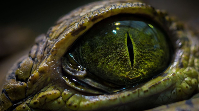 crocodiles, 1080P, eyes
