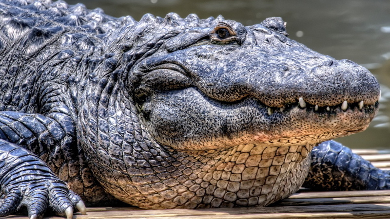 crocodiles, 1080P, animals