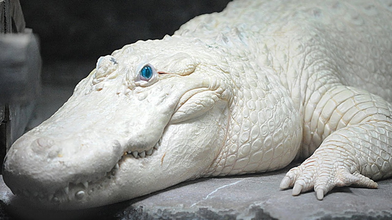 animals in the wild, Eyed, bird, Rare, animal, sea, Rare Albino Crocodile, animal themes, 1080P, animal head, close-up, nature, one animal, vertebrate