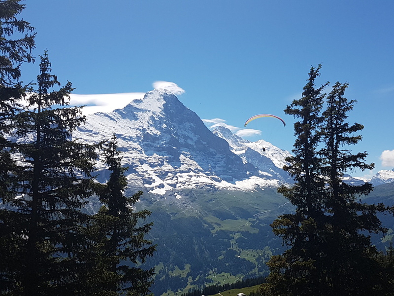 no people, tranquility, pine woodland, tree, grindelwald, snowcapped mountain, coniferous tree, clear sky, cold temperature, mountain peak, bernese oberland