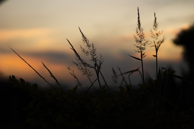 clouds, 5K, scenic, idyllic, quiet, scenario, no people, grass, nature, silhouette, sky, timothy grass, growth, end of afternoon, landscape, beauty in nature