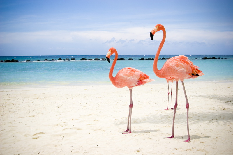 horizon over water, landscape, three, beauty In Nature, pink Color, wildlife, land, day, sea, animal wildlife, sand, white, animals in the wild, bird, salar de Uyuni