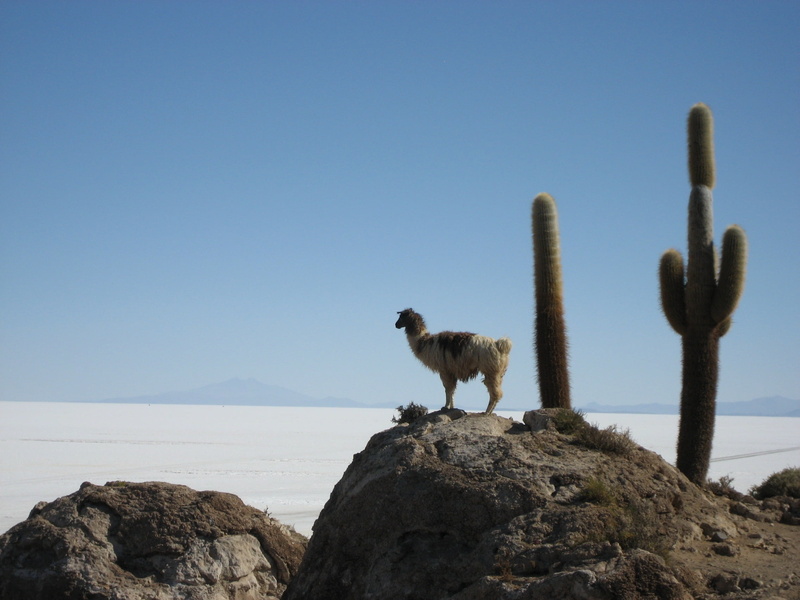 1080P, copy space, rock, lama, animal themes, sky, vertebrate, animal wildlife, blue, rock - object, land, no people, scenics - nature, near, saguaro