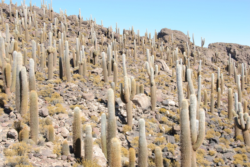 sky, rock - object, physical geography, scenics - nature, uyuni salt flat, non-urban scene, beauty in nature, arid climate, bolivia, cactus, outdoors, tranquil scene