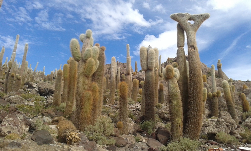 succulent plant, beauty in nature, day, tourism, cloud - sky, sky, growth, Nature, desert, no people, non-urban scene, Cactus, 2K, saguaro cactus, tranquil scene