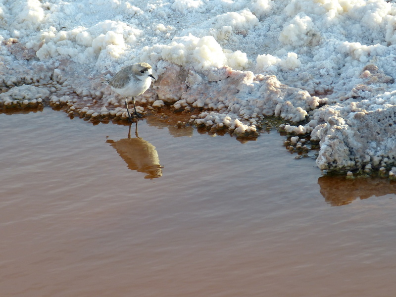 melting, vertebrate, animals in the wild, beauty in nature, reflection, san pedro, salar de atacama, salt, atacama, san pedro de atacama, day, tranquility