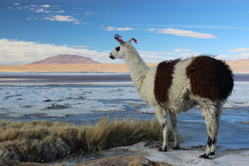 salt, 5K, landscape, llamas, alpacas, lake, Bolivia, animals